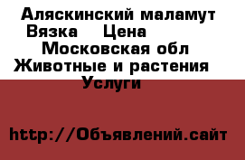 Аляскинский маламут Вязка  › Цена ­ 1 000 - Московская обл. Животные и растения » Услуги   